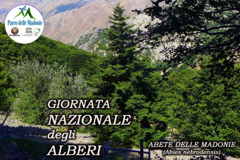 GIORNATA NAZIONALE DELL’ALBERO. Tre Abies Nebrodensis donate dal Parco delle Madonie a Perugia nel bosco didattico.